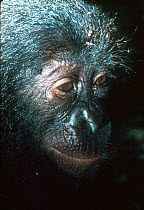 Bonobo juvenile orphan {Pan paniscus} Kinshasha, Congo