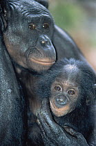 Bonobo mother and baby (Pan paniscus)