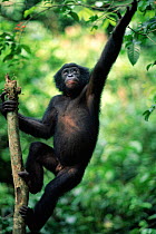 Bonobo {Pan paniscus} Brazzaville sanctuary, Democratic Republic of Congo.