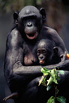 Bonobo mother and baby {Pan paniscus} San Diego Zoo, CA, USA