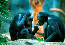 Bonobos mutual grooming,  Zoo, USA
