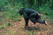 Male Chimpanzee running,  Kenya