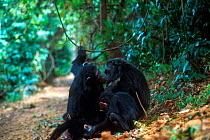 Chimpanzees family group grooming, Gombe, Tanzania
