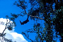 Chimpanzee swinging through trees at Chimfunshi sanctuary, Zambia
