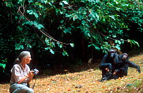Jane Goodall with Chimpanzee family, Gombe, Tanzania