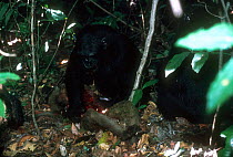Chimpanzee {Pan troglodytes} feeding on Red colobus monkey Mahale, Tanzania