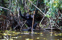 Chimpanzee playing with stick in water, Chimfunshi sanctuary, Zambia