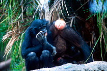 Female Bonobo displaying genitals. Bonobos make love, not war! Instead of using aggression to settle disputes and establish dominance, they have sex. A casual arrangement exists between all members of...