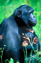 Chimpanzee with baby {Pan troglodytes} Chimfunshi sanctuary, Zambia