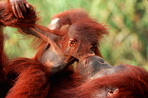 Orang utan baby 'kissing' mother, Borneo