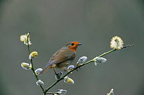 Robin {Erithacus rubecula} perched on sallow / pussy willow {Salix caprea} springtime, Yorkshire, UK