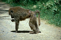 Olive baboon {Papio anubis} wounded with wire from snare, Nakuru NP, Kenya