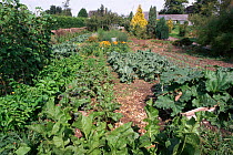 Organic vegetable garden, Gloucestershire, UK