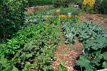 Organic vegetable garden, Gloucestershire, UK
