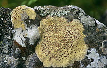 Lichen with fruiting apothecia on rock {Haematomma ventosum} Scotland, UK