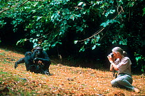 Jane Goodall photographing Chimpanzees in Gombe, Tanzania. 1994 - 30th anniversary of Jane Goodall's work with chimps