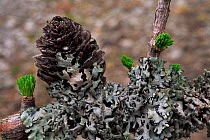 Lichen {Parmelia sp} on Larch {Larix sp} with cone Scotland, UK