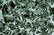 Lichen {Hypogymnia tubulosa} and {Parmelia sp} on Larch {Larix sp} Scotland, UK