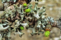 Lichen {Hypogymnia tubulosa} on Larch {Larix sp} Scotland, UK Inverness-shire