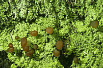 Lichen {Baeomyces rufus} with hymenial discs on Oak {Quercus} Scotland, UK