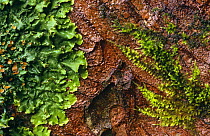 Lichen {Lobaria laetivirens} and Moss on bark Scotland, UK Inverness-shire