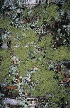 Lichen {Usnea sp} on bark of Birch tree {Betula sp} Scotland, UK Inverness-shire