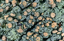 Lichen {Icmadophila ericetorum} with apothecia on peaty soil Scotland, UK Inverness-shire