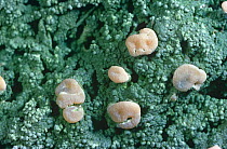 Lichen {Icmadophila ericetorum} with apothecia on peaty soil Scotland, UK Inverness-shire