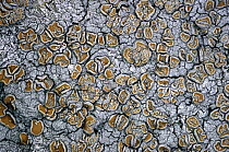Cudbear lichen {Ochrolechia tartarea} with apothecia on tree base. Scotland, UK