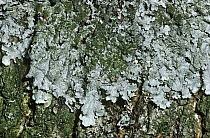Crottle lichen {Parmelia saxitalis} on rock Scotland, UK Inverness-shire