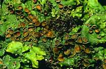 Lichen {Lobaria laetivirens} with apothecia on tree bark Scotland, UK Inverness-shire