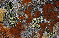 Crustaceous lichen {Rhizocarpon oederi} + {R geographicum} on rock. Scotland, UK