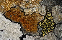Crustaceous lichen {Lecidia disksonii} and {Rhizocarpon geographicum} on rock. Scotland,