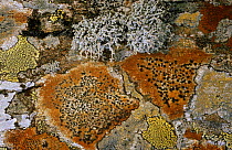 Crustaceous lichen {Lecidia disksonii} and {Sphaerophorus globosus} on rock. Scotland, UK