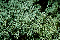 Lichen {Cladonia arbuscula} on moorland rock. Scotland, UK Inverness-shire