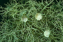 Lichen {Usnea florida} with apothecia on oak tree bark {Quercus sp}. Scotland, UK