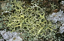 Lichen {Evernia prunastri} on oak tree bark {Quercus sp}. Scotland, UK Inverness-shire