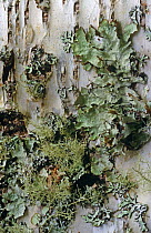 Lichen {Usnea sp} and  {Parmelia sp} on birch bark {Betula sp} Scotland, UK Inverness-shire