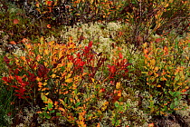 Lichen {Cladonia arbuscula} amongst Myrtle {Vaccinium myrtillus} Scotland, UK