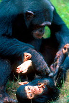 Chimpanzee grooming infant, Chimfunshi sanctuary, Zambia