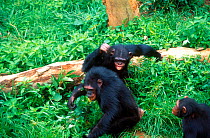 Chimpanzee aggressive behaviour