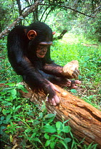 Chimpanzee cracks nut with stone.  Sanctuary, Kenya