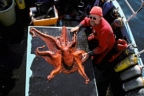 Giant pacific octopus being tagged {Octopus dofleini} British Columbia, USA