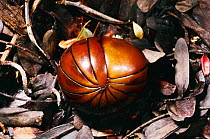 Giant pill millipede rolled into ball for defence {Sphaerotherium sp.} Madagascar, tropical dry forest