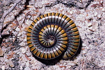 Giant millipede, coloured and coiled in defence {Aphistogoniulus sp.}, Brazil