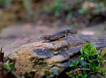 Female newt out of water on rock {Triturus vulgaris] Derby, UK