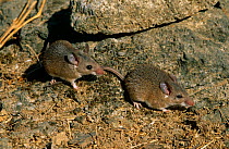 Egyptian spiny mice {Acomys cahirinus} Wadi Darbat, Oman