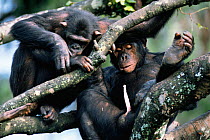 Chimpanzee dominant male with erect penis, female watching Zambia {Pan troglodytes} sanctuary - chimp chimps chimpanzees