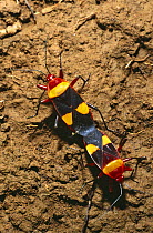 Cotton stainer bugs mating (Phonoctonus sp) Ankarana Special Reserve, Madagascar