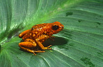 Harlequin poison arrow frog {Dendrobates histrionicus} Western Ecuador, South America